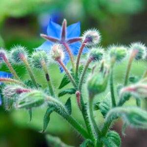 Borage Oil for PMS and Skin