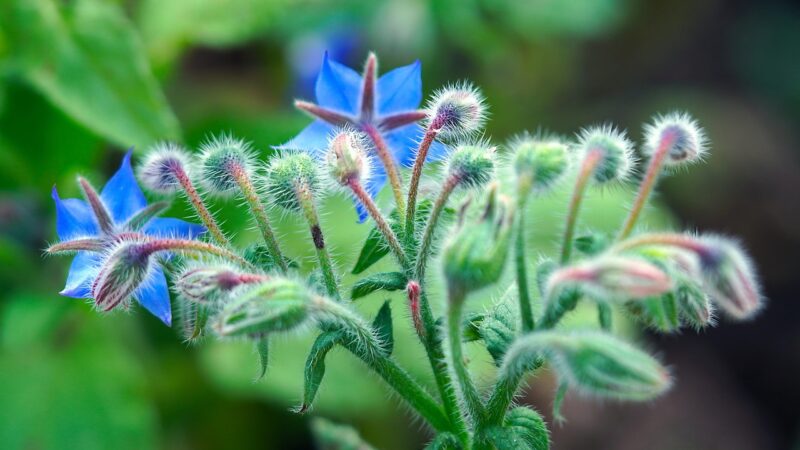 Borage Oil for PMS and Skin