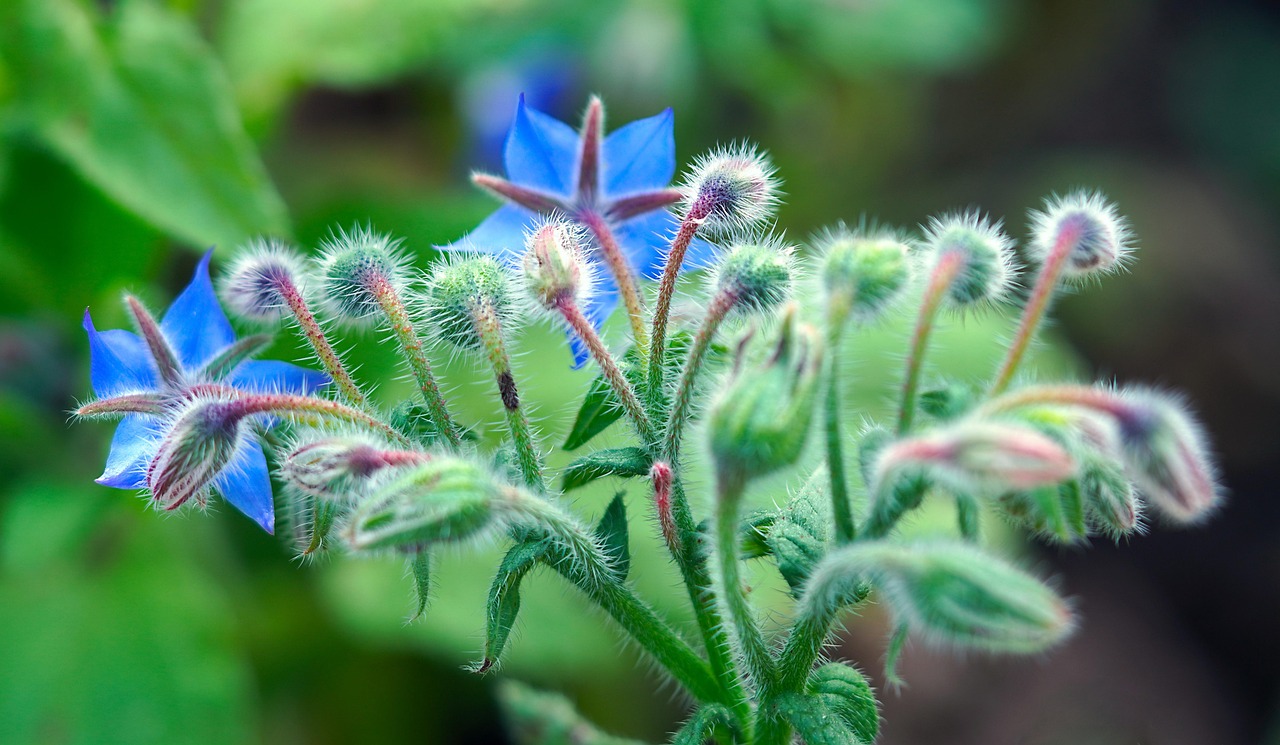 Borage Oil for PMS and Skin